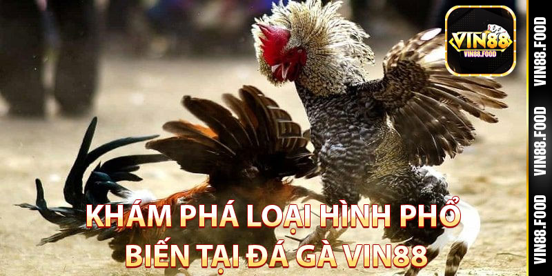 Đá Gà Vin88 – Sân Chơi Đỉnh Cao Cho Các Sư Kê Đam Mê Cá Cược 4 Khám phá loại hình phổ biến tại đá gà Vin88